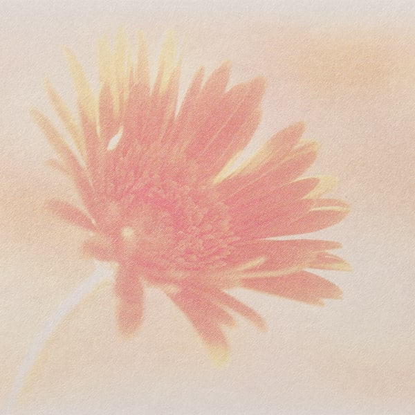 ���h 4�� [50����] �t�H�g FL-1 �K�[�x��