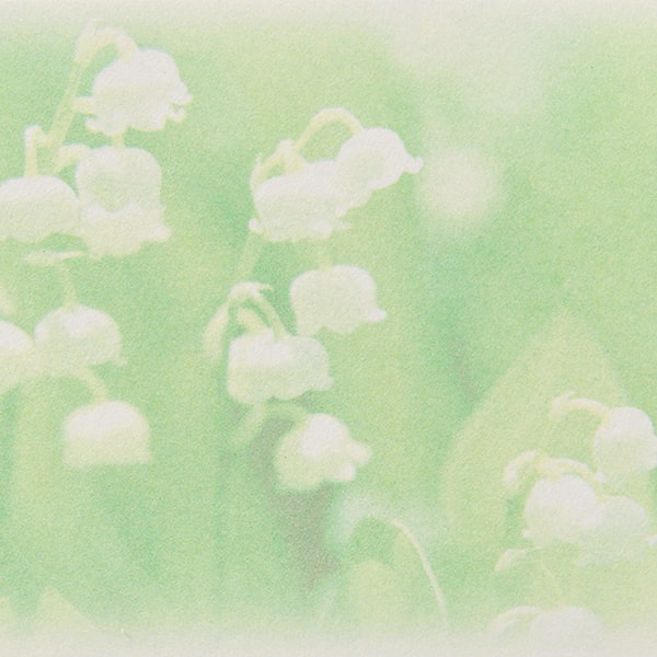 ���h 4�� [50����] �t�H�g FL-3 �X�Y����