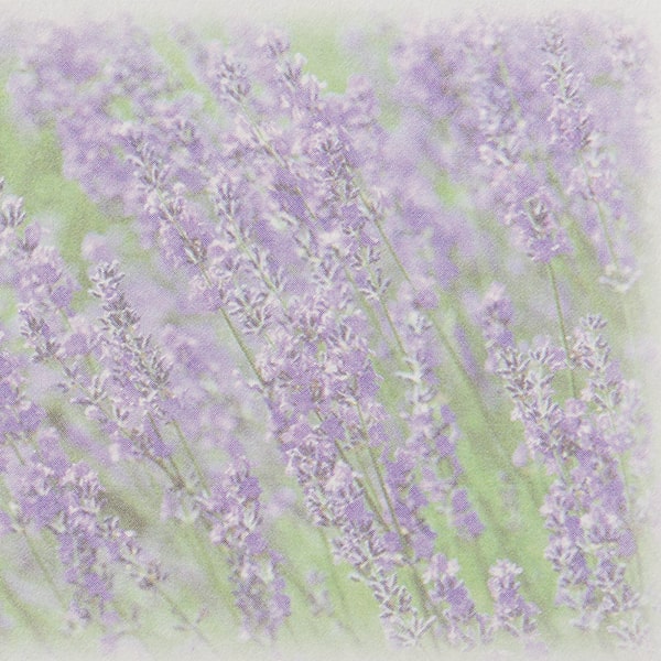 ���h 4�� [50����] �t�H�g FL-7 ���x���_�[