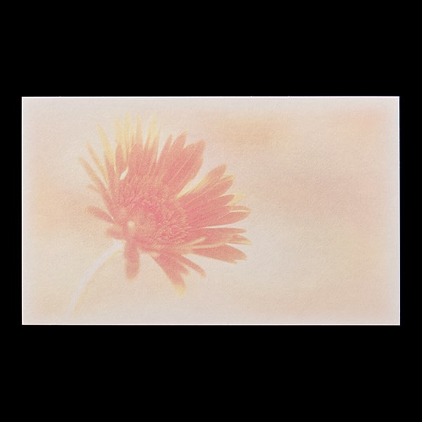 ���h 4�� [50����] �t�H�g FL-1 �K�[�x��