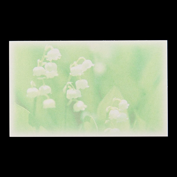 ���h 4�� [50����] �t�H�g FL-3 �X�Y����