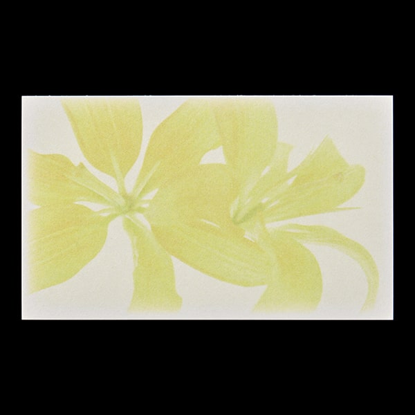 ���h 4�� [50����] �t�H�g FL-6 �X�J�V����